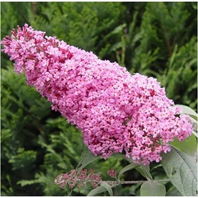 Summer lilac  'Pink Delight' C5