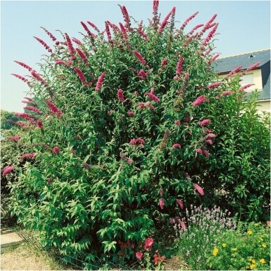 Budlėja Davido 'Royal Red' C5 1 Budlėja Davido 'Royal Red' C5 1