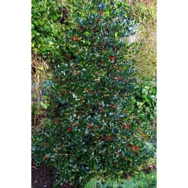 European holly  'J.C. Van Tol' C2 1