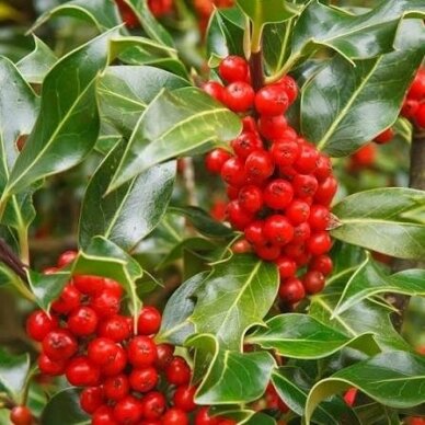European holly 'J.C. Van Tol' C2 European holly 'J.C. Van Tol' C2
