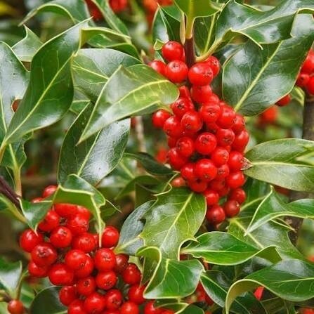 European holly 'J.C. Van Tol' C2 European holly 'J.C. Van Tol' C2