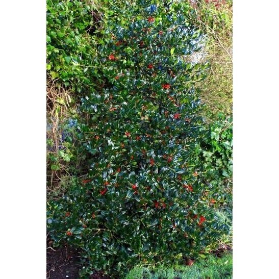 European holly 'J.C. Van Tol' C2 1 European holly 'J.C. Van Tol' C2 1