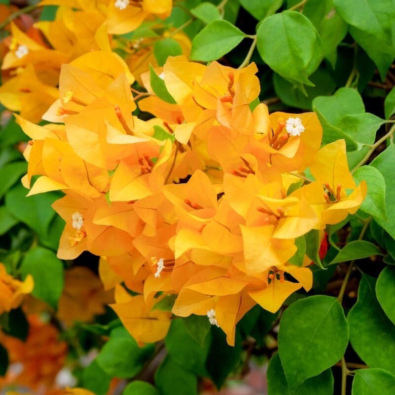 Bugenvilija puošnioji 'Aurantiaca' C1,5-2 Bugenvilija puošnioji 'Aurantiaca' C1,5-2