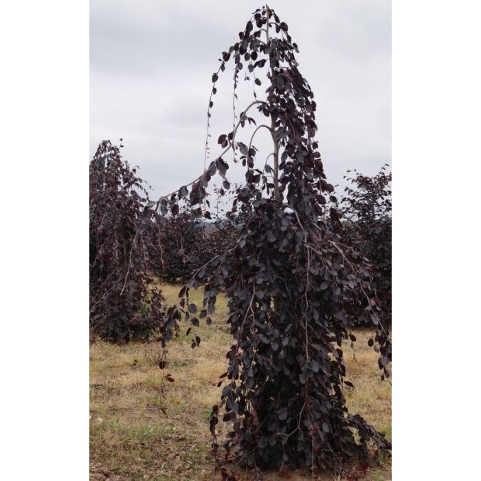 European beech 'Purple Fountain', C5 | Bukai paprastieji | Beeches ...