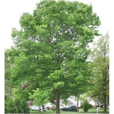 Common hackberry C2 Common hackberry C2