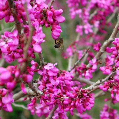 Cercis kanadinis 'Merlot' C10