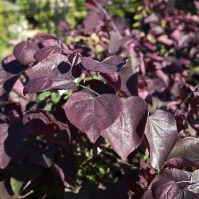 Cercis kanadinis 'Merlot' C10 1