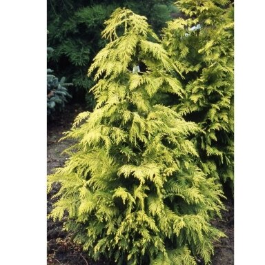 Chamaecyparis lawsoniana 'Lane' C10