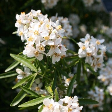 Choisya ternata 'Aztec Pearl' C5