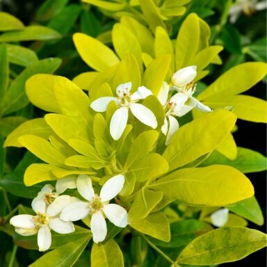 Choisya ternata 'Lich'