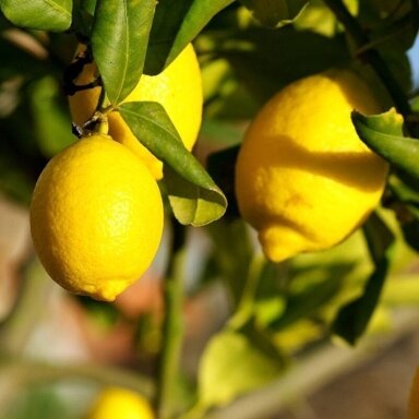 Citrinmedis tikrasis 'Toscana' C2