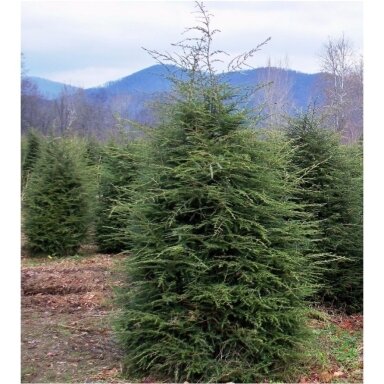 Eastern hemlock C20 Eastern hemlock C20