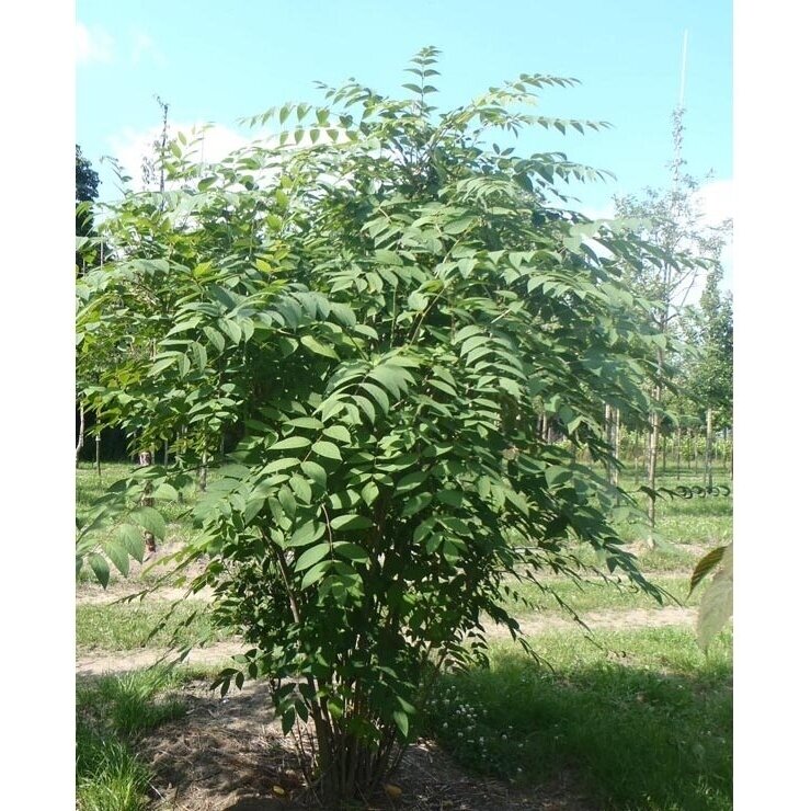 Dekaisnėja kininė C10 2 Dekaisnėja kininė C10 2