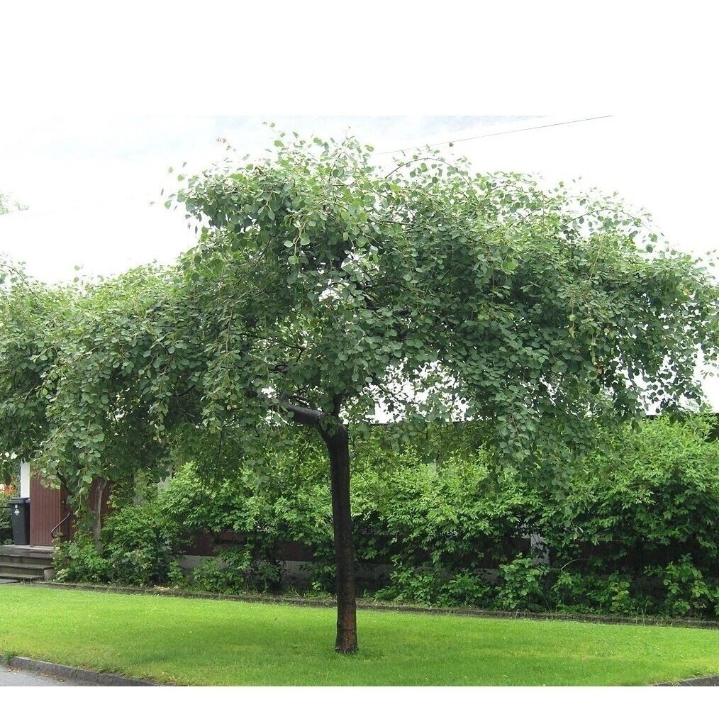 Drebulė 'Pendula' C20, Pa Drebulė 'Pendula' C20, Pa