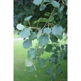 Drebulė 'Pendula' C20, Pa 1