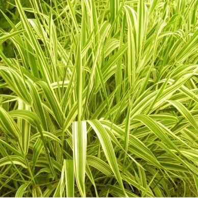 Reed canary grass 'ARCTIC SUN' C5