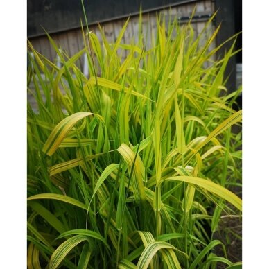 Reed canary grass 'ARCTIC SUN' C5 1 Reed canary grass 'ARCTIC SUN' C5 1