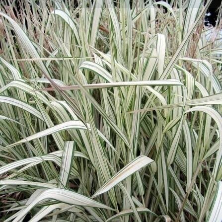 Reed canary grass 'FEESEY' C5