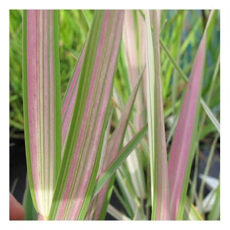 Reed canary grass 'FEESEY' C5 1