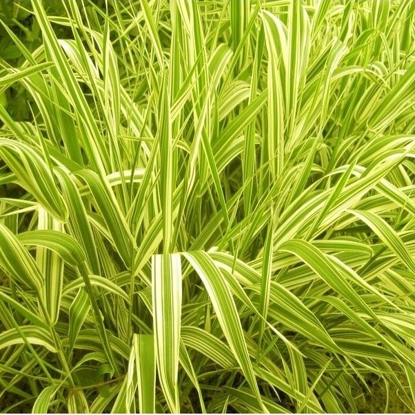 Reed canary grass 'ARCTIC SUN' C5