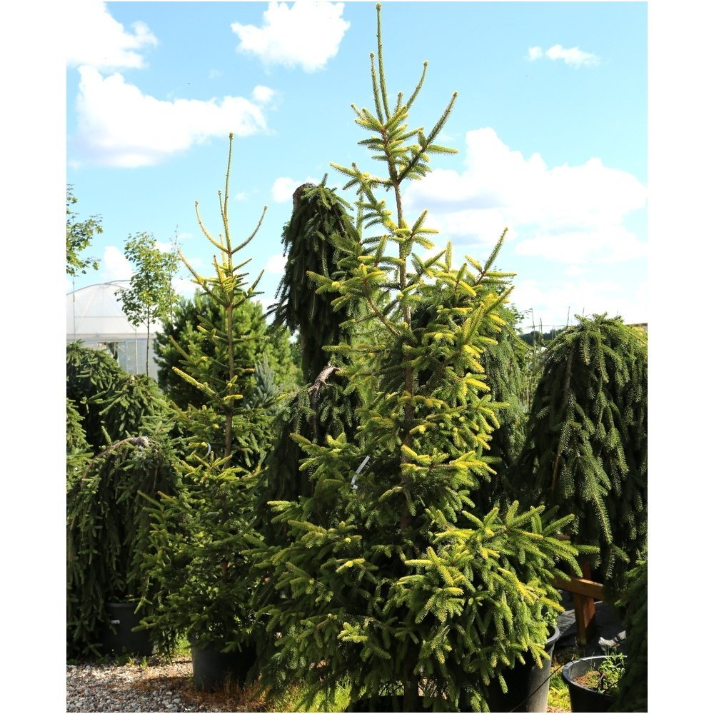 Eglė paprastoji 'Aurea' C40 Eglė paprastoji 'Aurea' C40