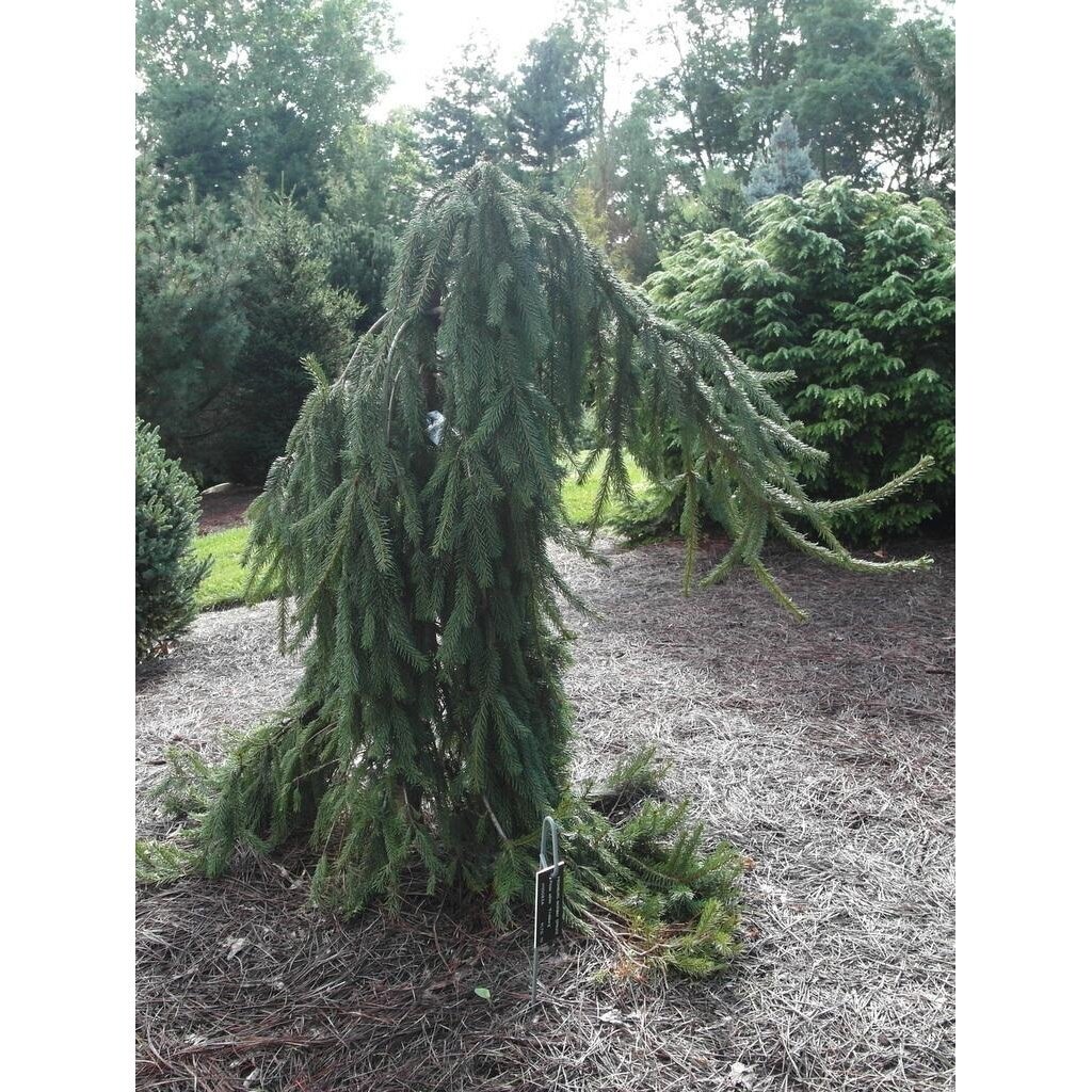 Eglė paprastoji 'Frohburg' C35 1 Eglė paprastoji 'Frohburg' C35 1