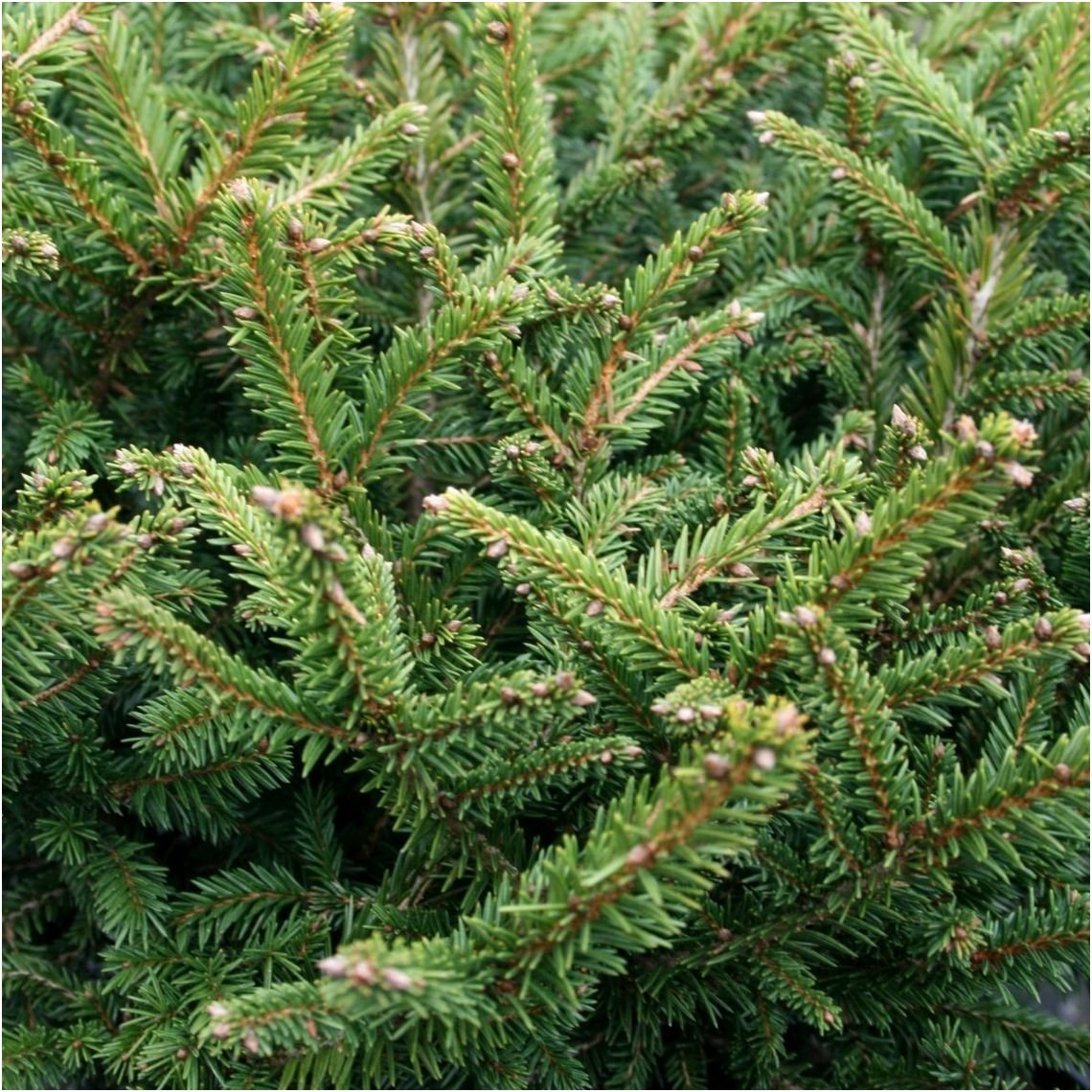 Eglė paprastoji 'Pumila Glauca' C10 1 Eglė paprastoji 'Pumila Glauca' C10 1