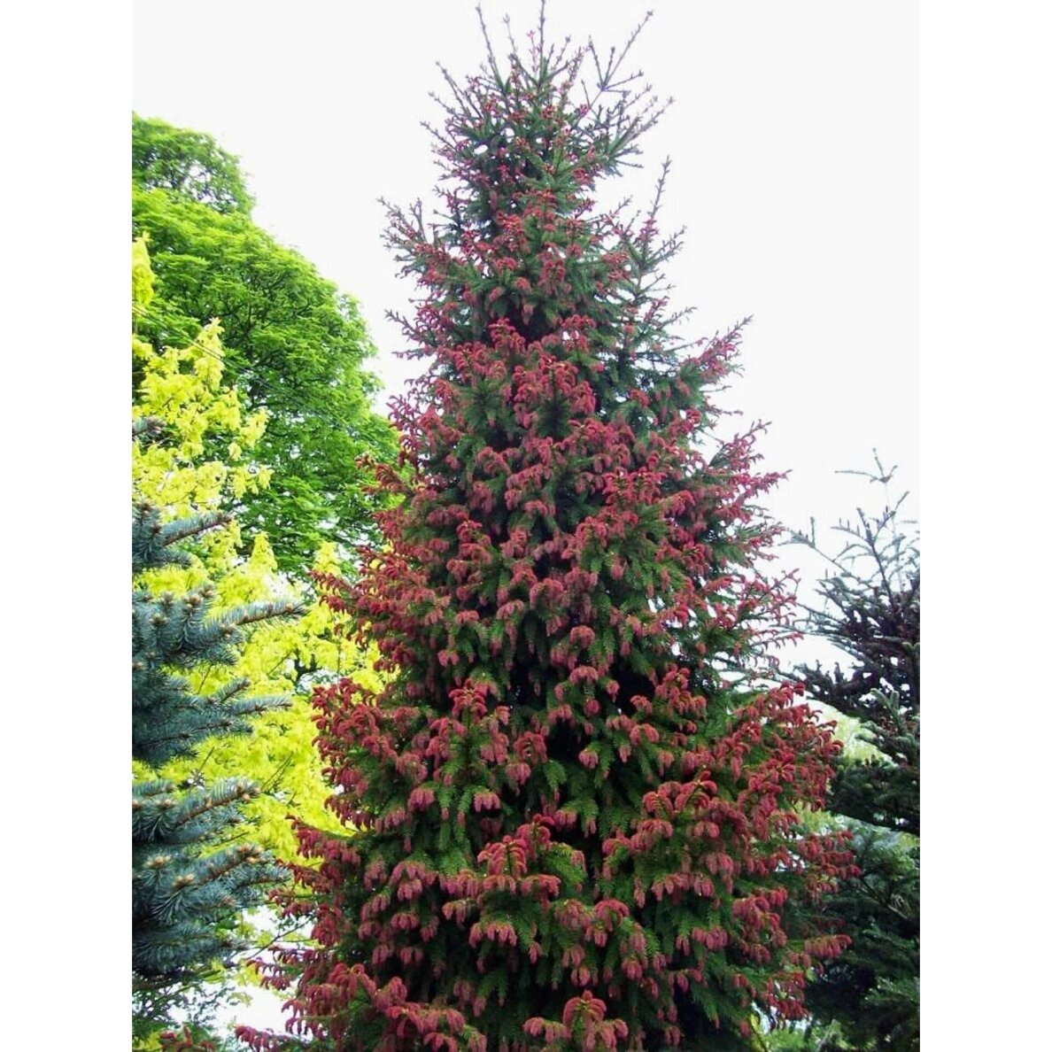 Norway spruce 'Cruenta' C3 1