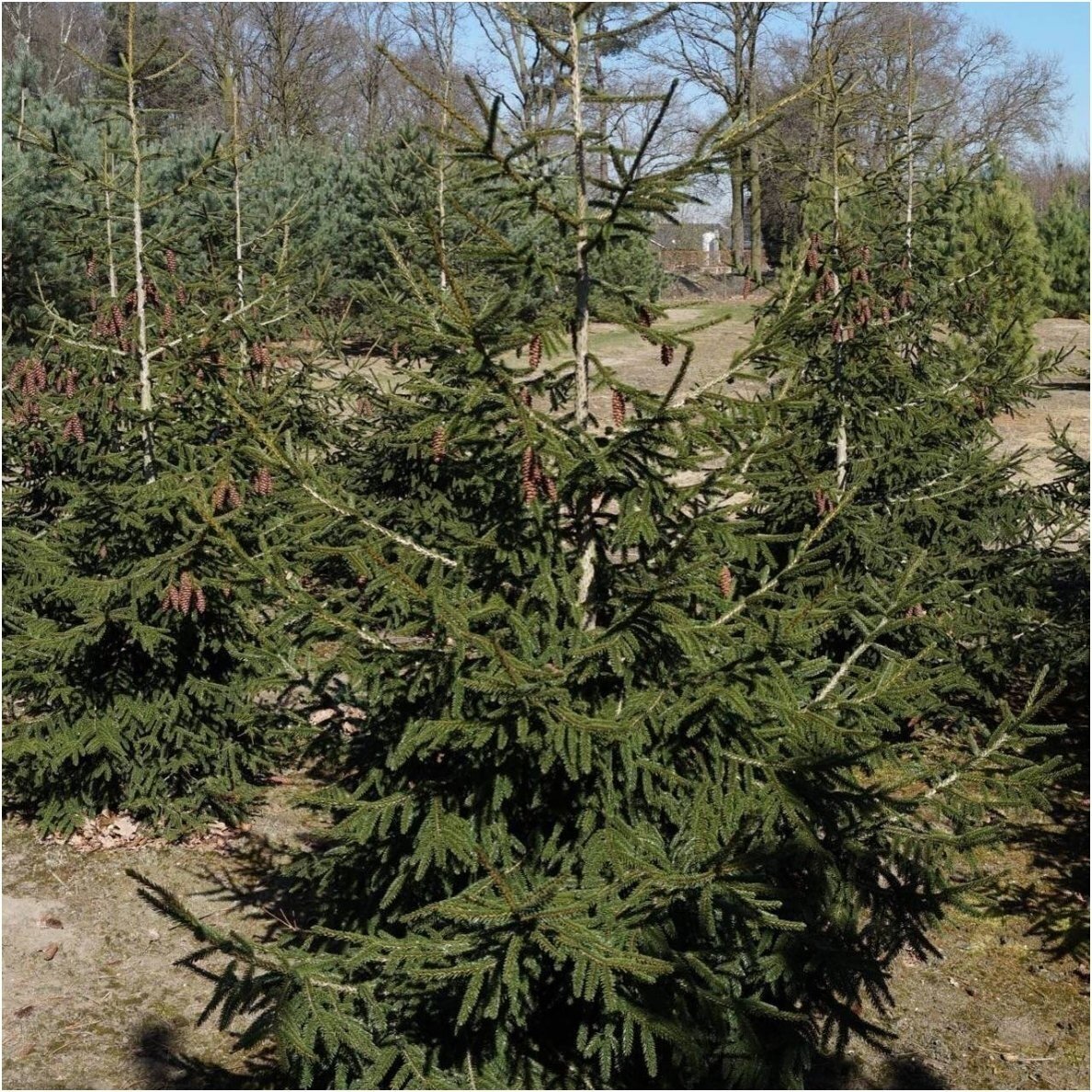 Eglė rytinė 'Aureospicata' C35 1