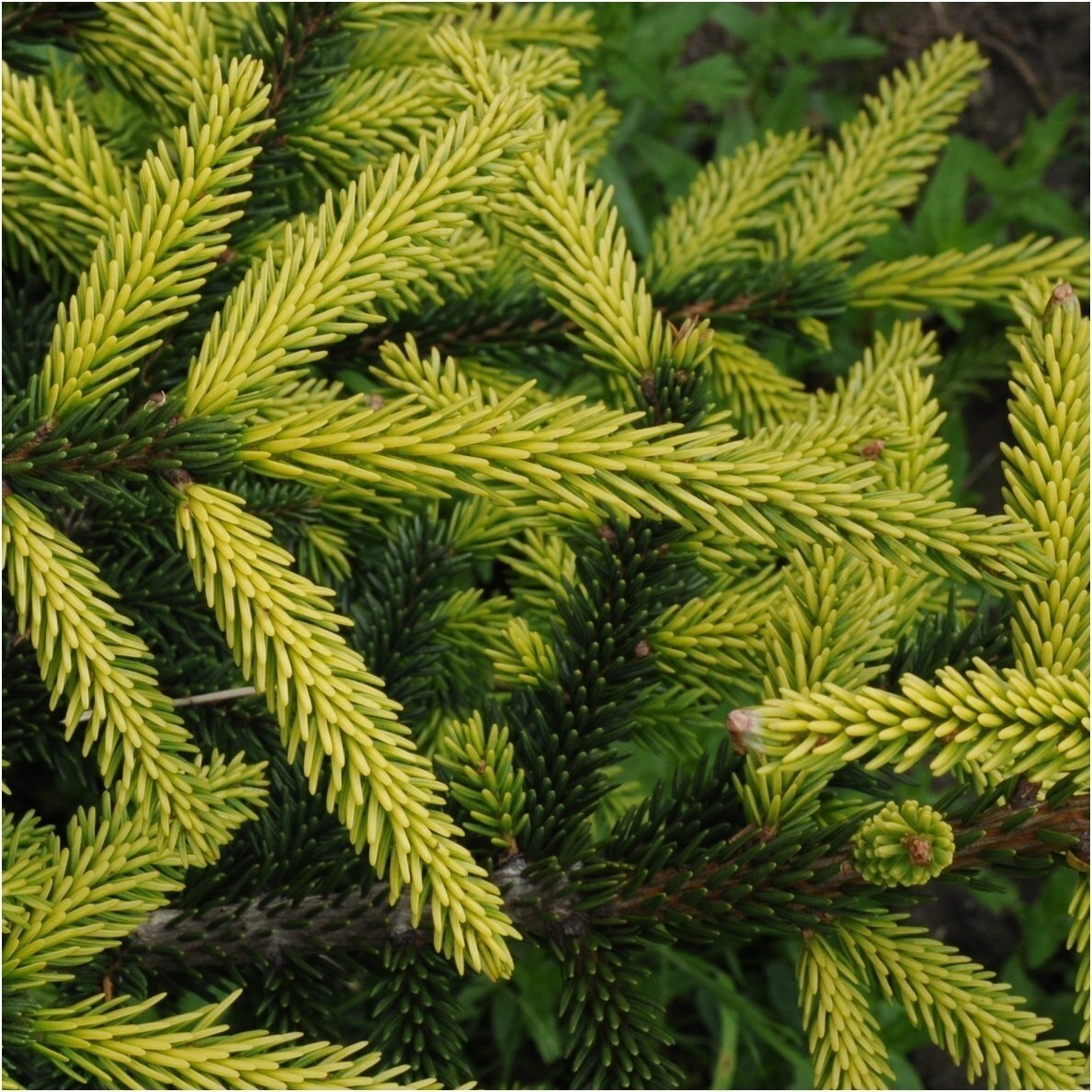 Eglė rytinė 'Aureospicata' C35