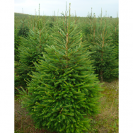 Norway spruce (In the ground 80-110)