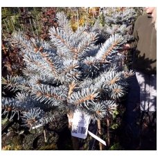 Blue spruce 'Glauca Globosa' C10-12 ant koto
