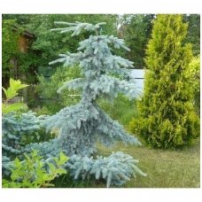 Blue spruce 'Glauca pendula' C20