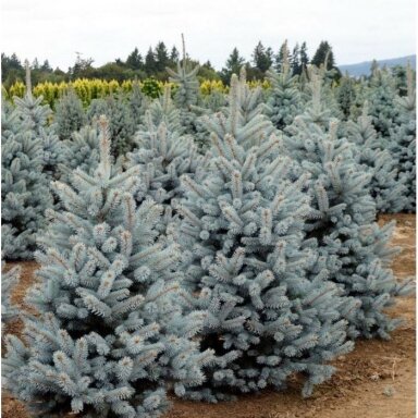 Eglė dygioji 'Blue Mountain' C45