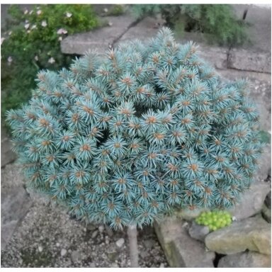 Eglė dygioji 'Blue Pearl' C5, Pa