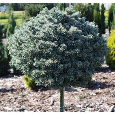 Eglė dygioji 'Blue Pearl' C10, Pa