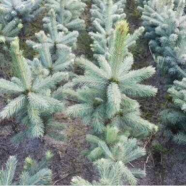 Eglė dygioji 'Glauca Apache' C10