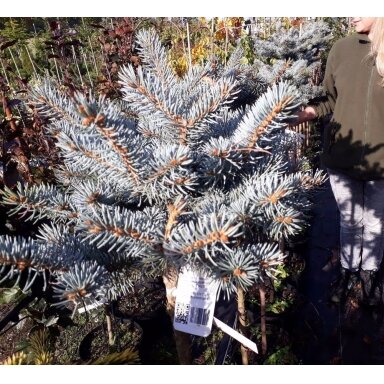 Eglė dygioji 'Glauca Globosa'  (ant koto) C10-12