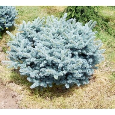 Eglė dygioji 'Glauca Globosa' C20
