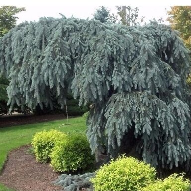 Eglė dygioji 'Glauca pendula' C45