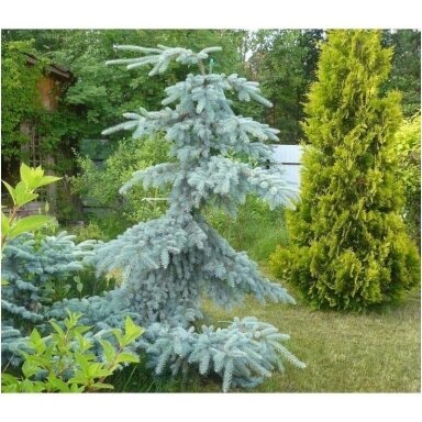 Eglė dygioji 'Glauca pendula' C20