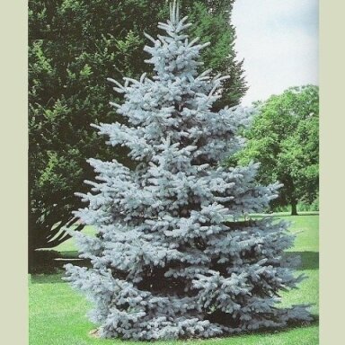 Eglė dygioji 'Hoopsii' C20
