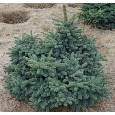 Eglė dygioji 'Waldbrunn' C5