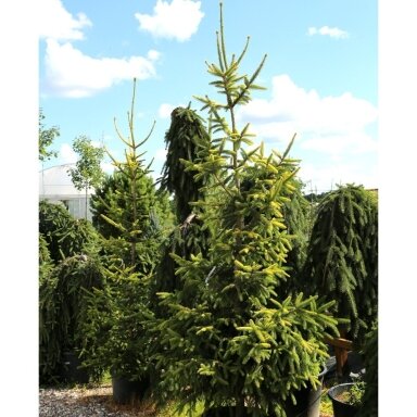 Eglė paprastoji 'Aurea' C40