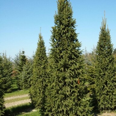 Eglė paprastoji 'Columnaris' C45