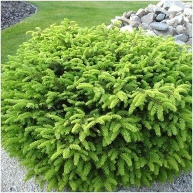 Eglė paprastoji 'Nidiformis' C2