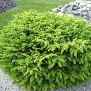 Eglė paprastoji 'Nidiformis' C5