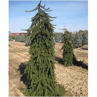 Eglė paprastoji 'Pendula' C20