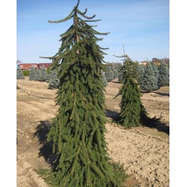 Eglė paprastoji 'Pendula' C45