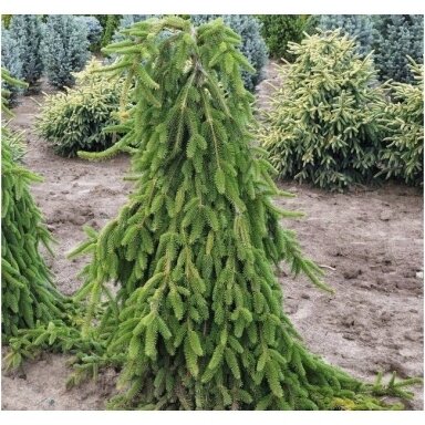 Eglė paprastoji 'Pendula Major' C35